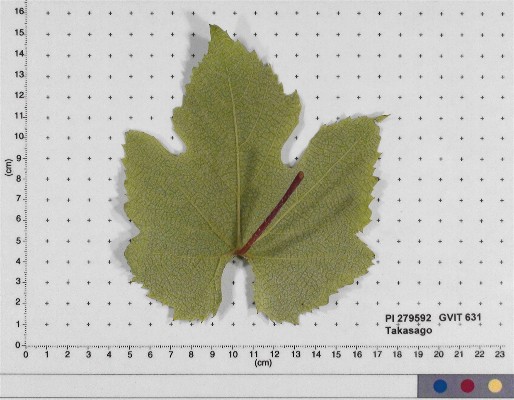 LEAF
