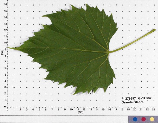 LEAF