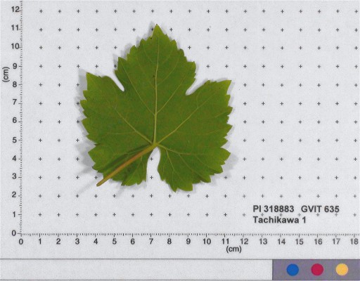 LEAF