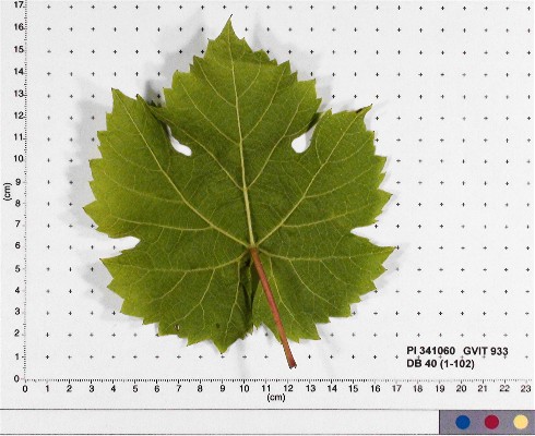 LEAF