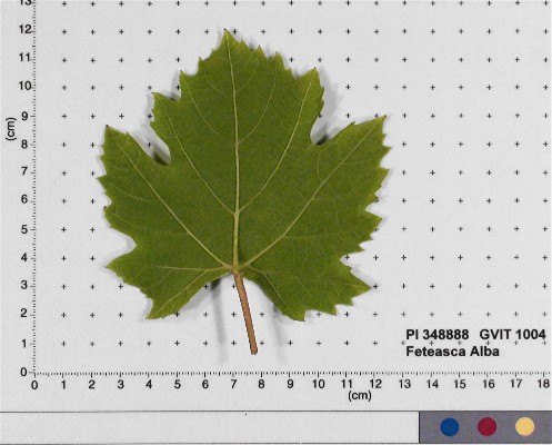 LEAF