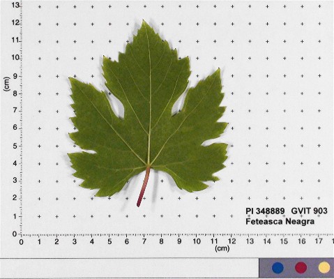 LEAF