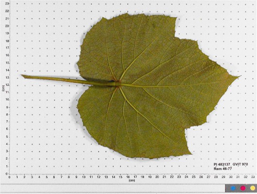 LEAF