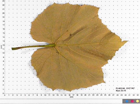 LEAF