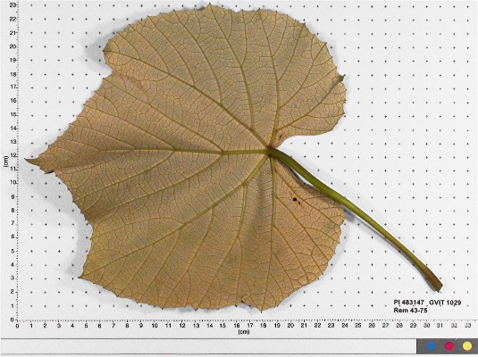 LEAF