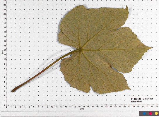 LEAF