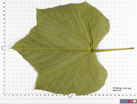LEAF