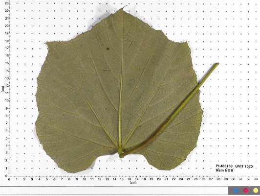 LEAF