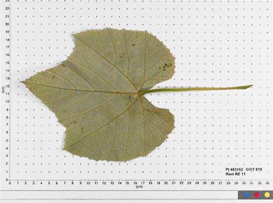 LEAF