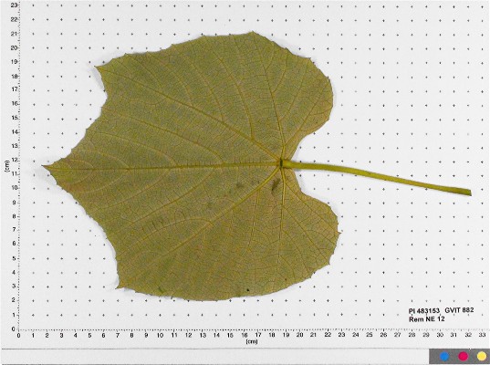 LEAF