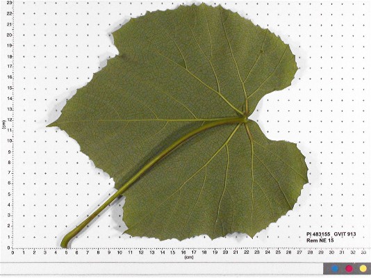LEAF
