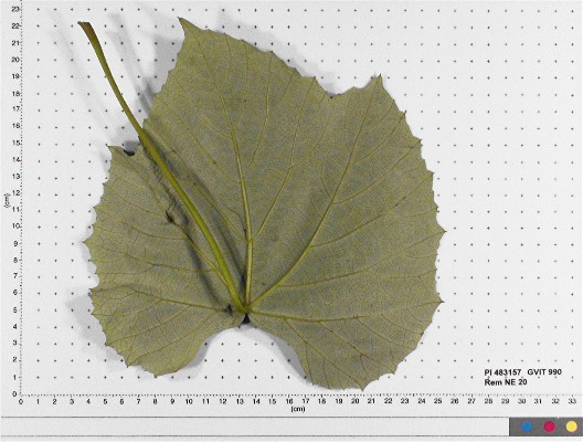 LEAF