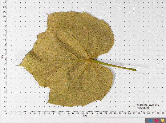 LEAF