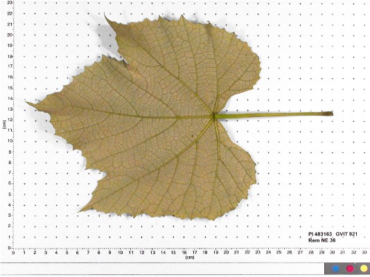 LEAF