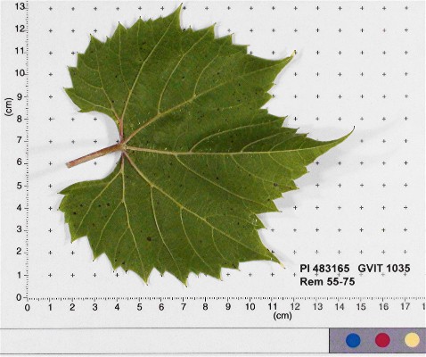 LEAF