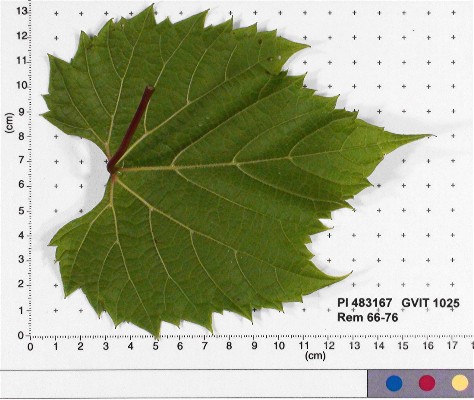 LEAF