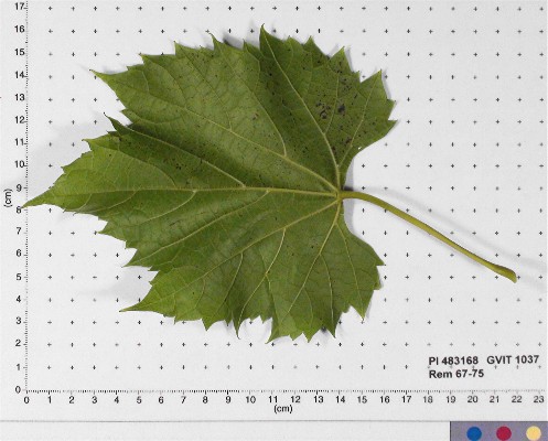LEAF