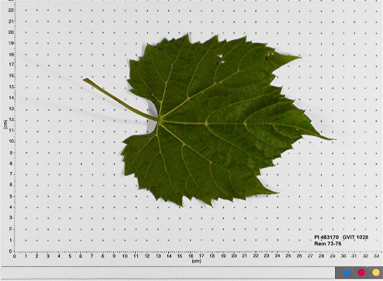 LEAF