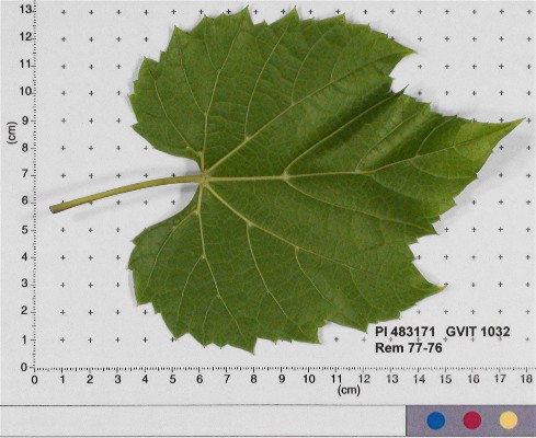 LEAF