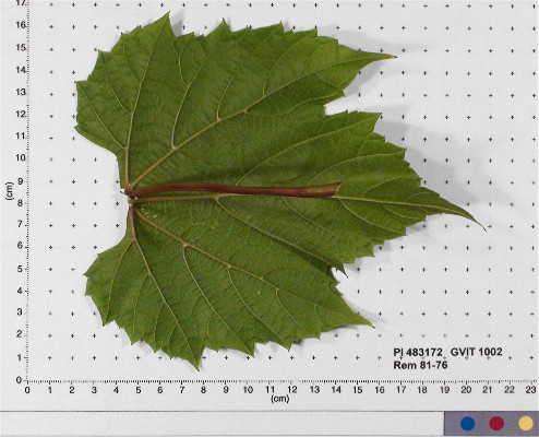 LEAF