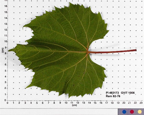 LEAF