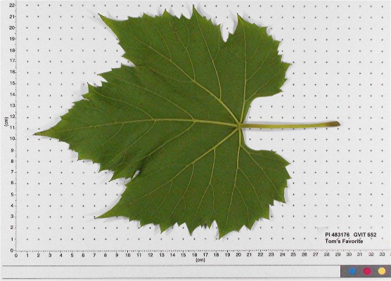 Click for 5 image(s) for this accession. LEAF
