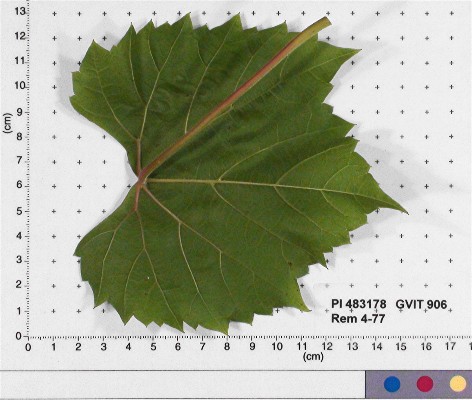 LEAF