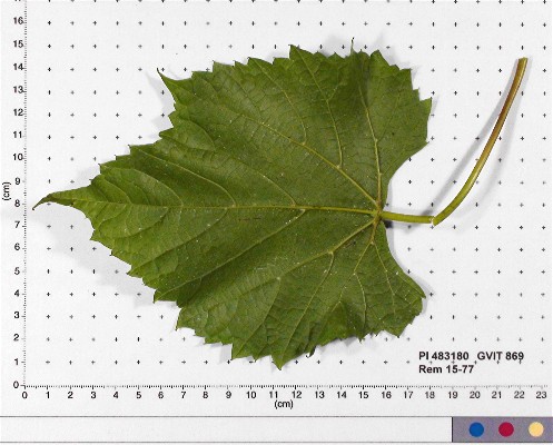 LEAF