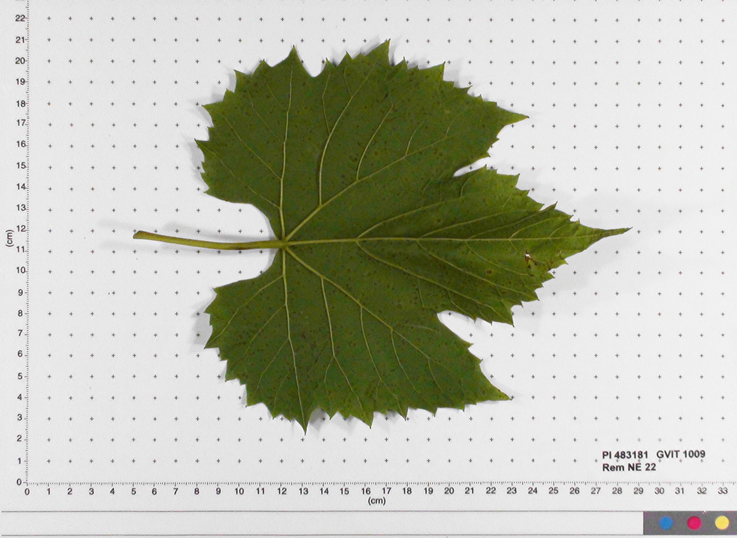 LEAF