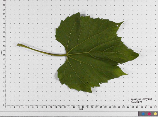 LEAF