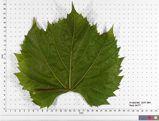 LEAF