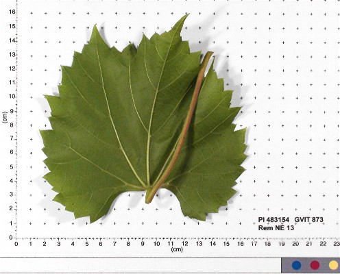 LEAF