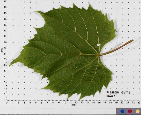 LEAF