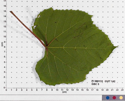 LEAF