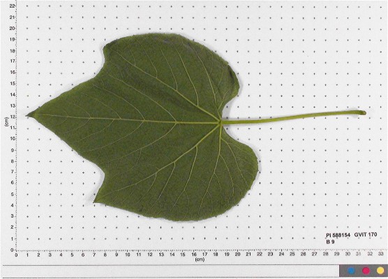 LEAF