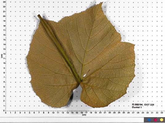 LEAF