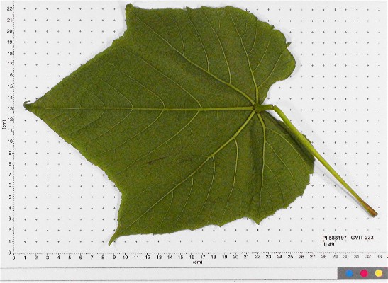 LEAF