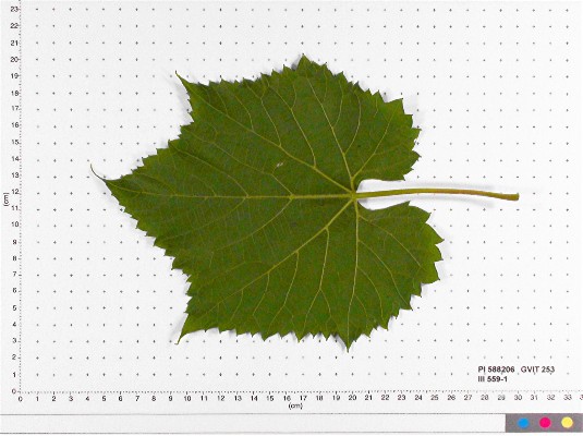 LEAF