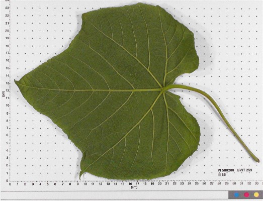 Click for 4 image(s) for this accession. LEAF