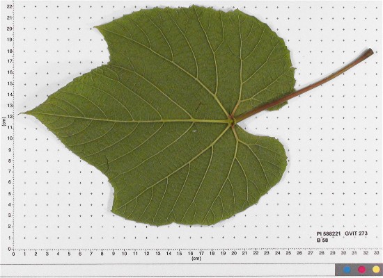 Click for 4 image(s) for this accession. LEAF