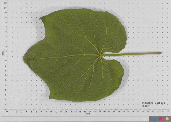 Click for 4 image(s) for this accession. LEAF