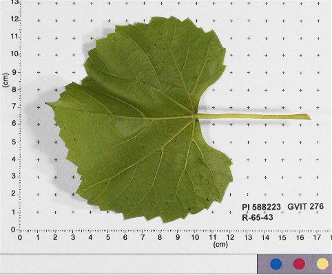 LEAF