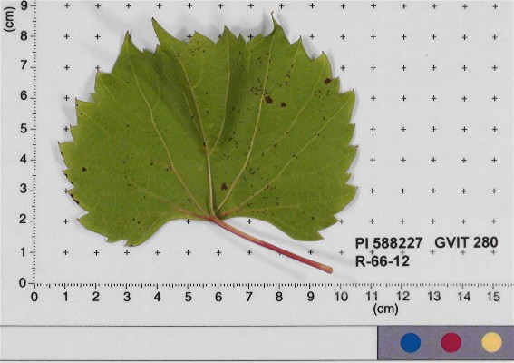 LEAF