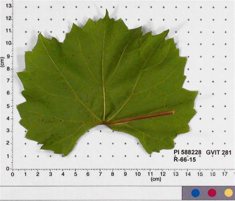 LEAF
