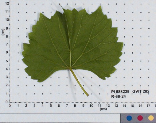 LEAF