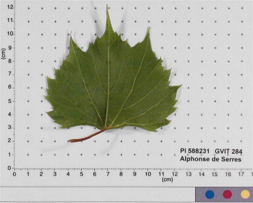 LEAF