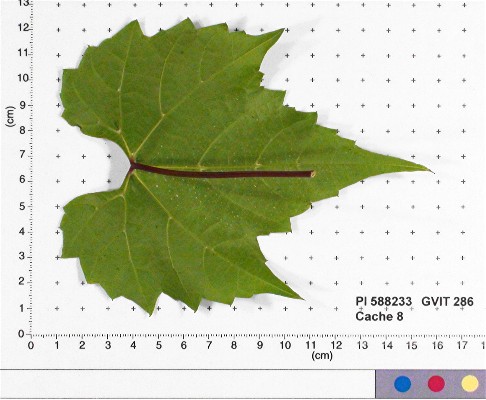 Click for 4 image(s) for this accession. LEAF