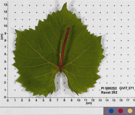 LEAF