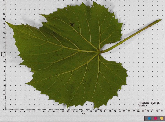 LEAF