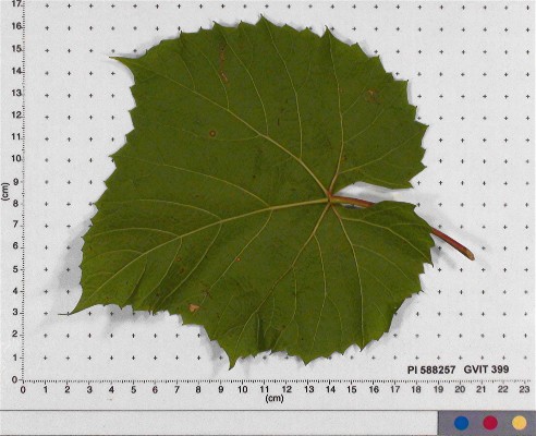 Click for 4 image(s) for this accession. LEAF